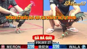 vòng 1 giải đá gà C3 ngày 27/4/2026
